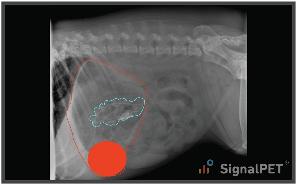 Radiology Case of the Week Canine Gastrointestinal Foreign Body